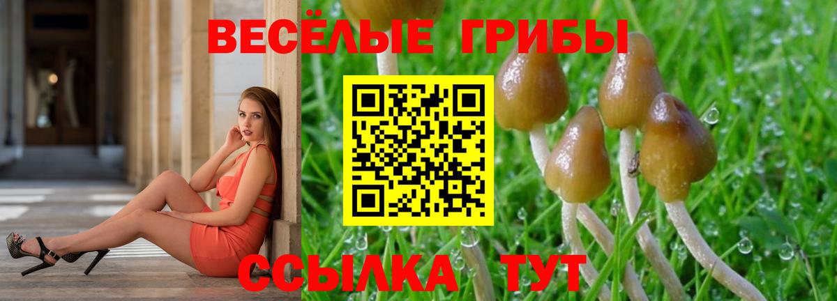 Галлюциногенные грибы Cubensis  Вход с VPN  купить наркотики цена  Назрань 